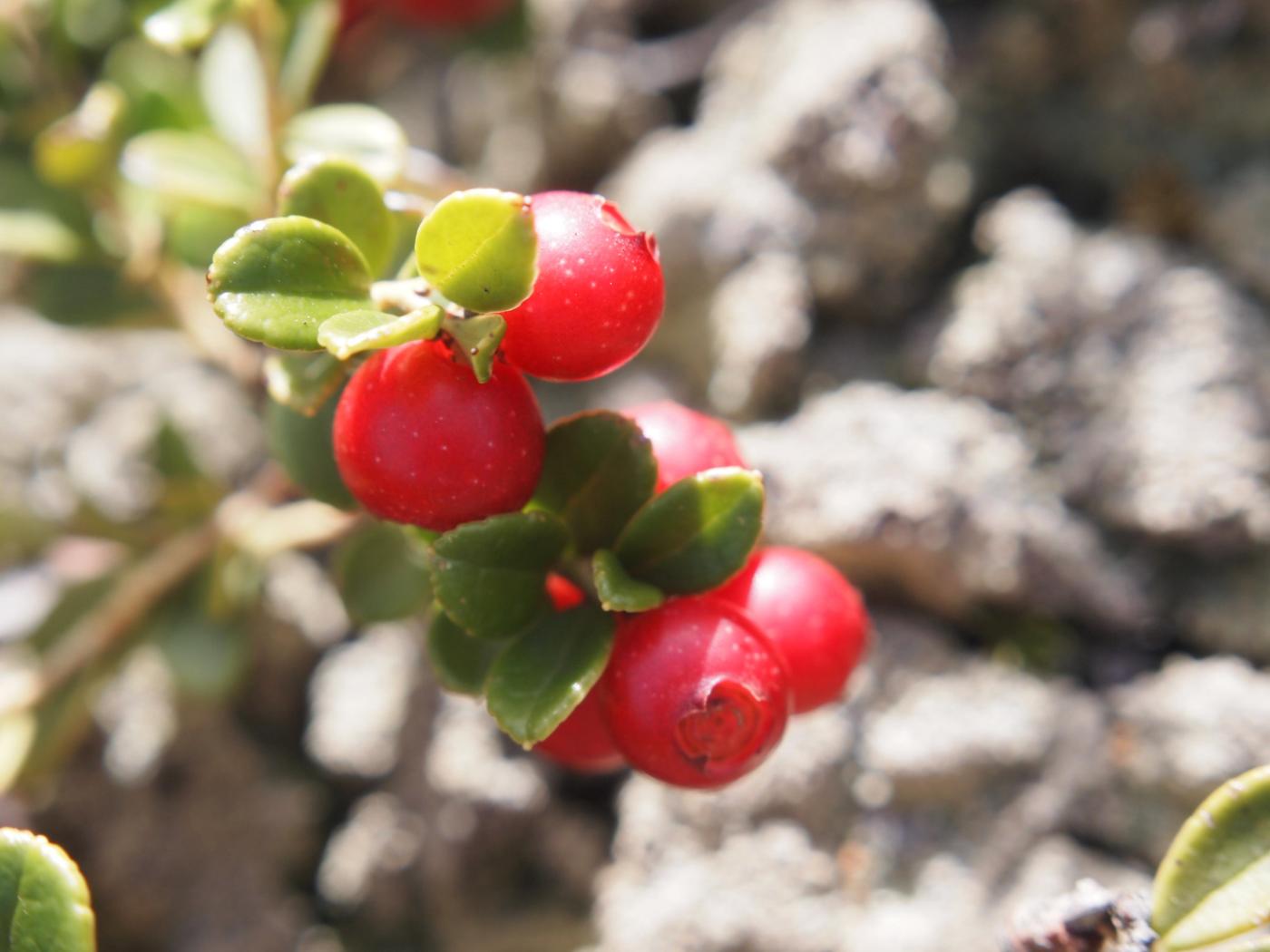 Cowberry fruit